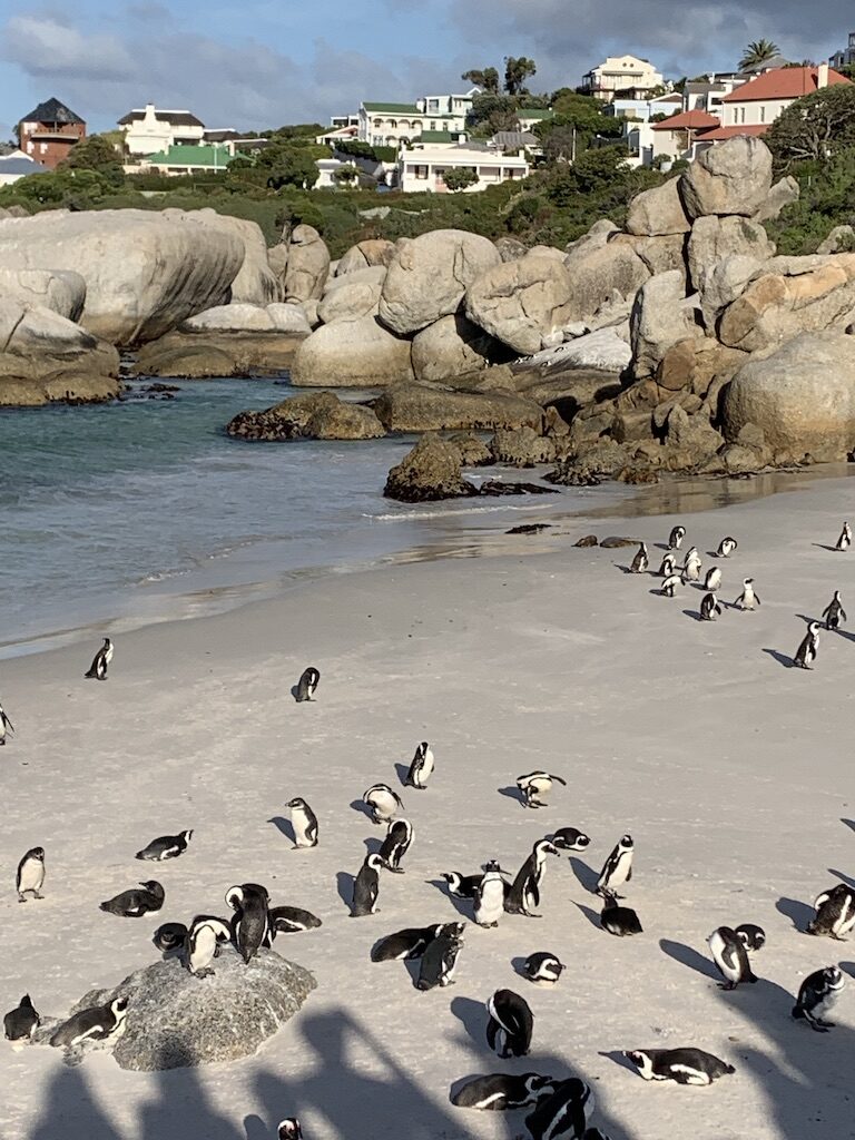 Penguin Beach South Africa, Boulders Beach South Africa, Luxury Travel Planner