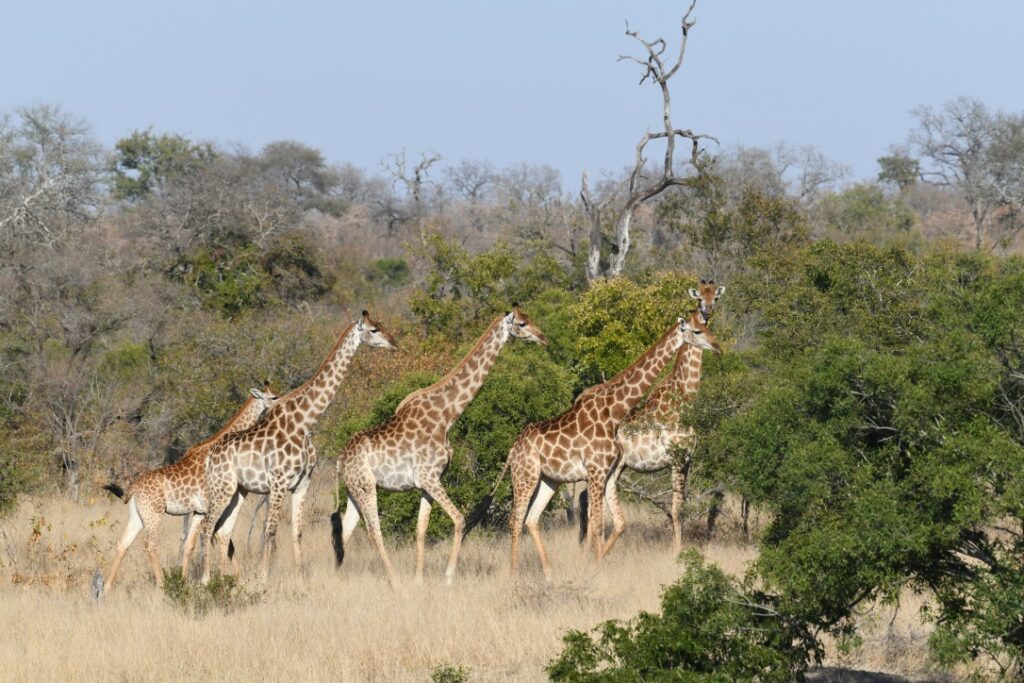 Kruger National Park, South African Safari, South African Honeymoon, The Big 5, Luxury Travel Planner